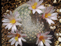 Mammillaria lenta